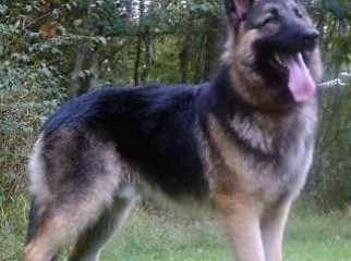 I want to buy a German Shephard by 2000-3000