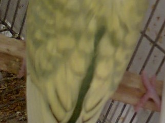crested budgerigar bird for sell