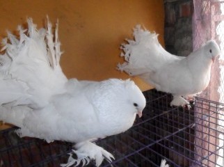 2 pair adult lakkha