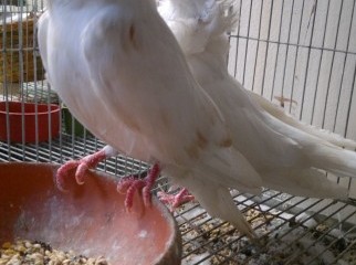 Adult white jacobin pigeon only 3500tk