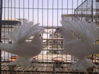 White Indian Fantail Pair 2por bigsize 1.5 inch leg feathers