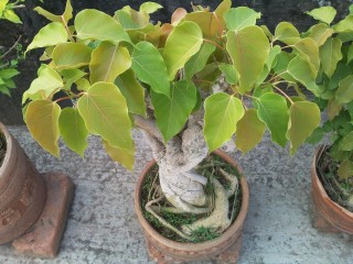 Collection of bonsai tree