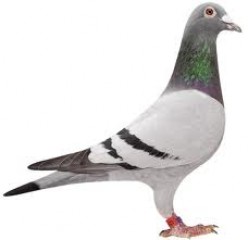 Racing Pigeons Homers 