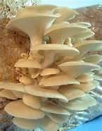 mushroom large image 0