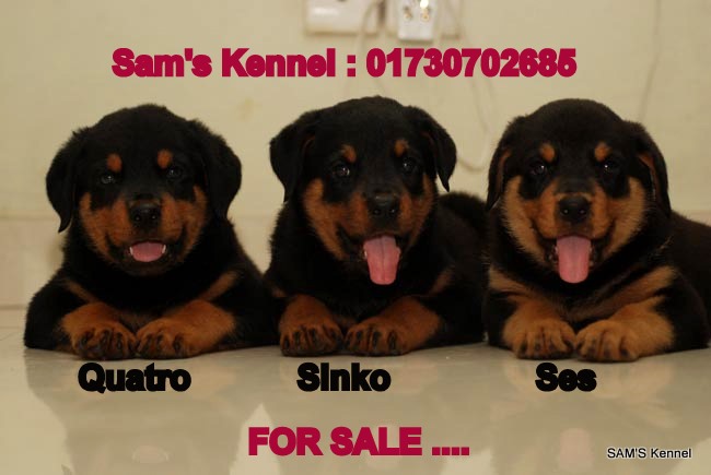 Show Quality Rottweiler Puppies for Sale Only 1 LEFT large image 0