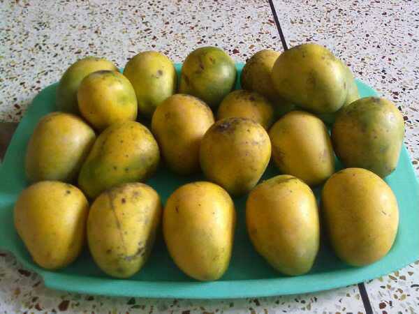 Mango Sell from Chapai large image 0
