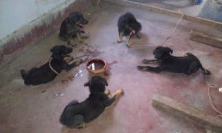 Shepherd puppies