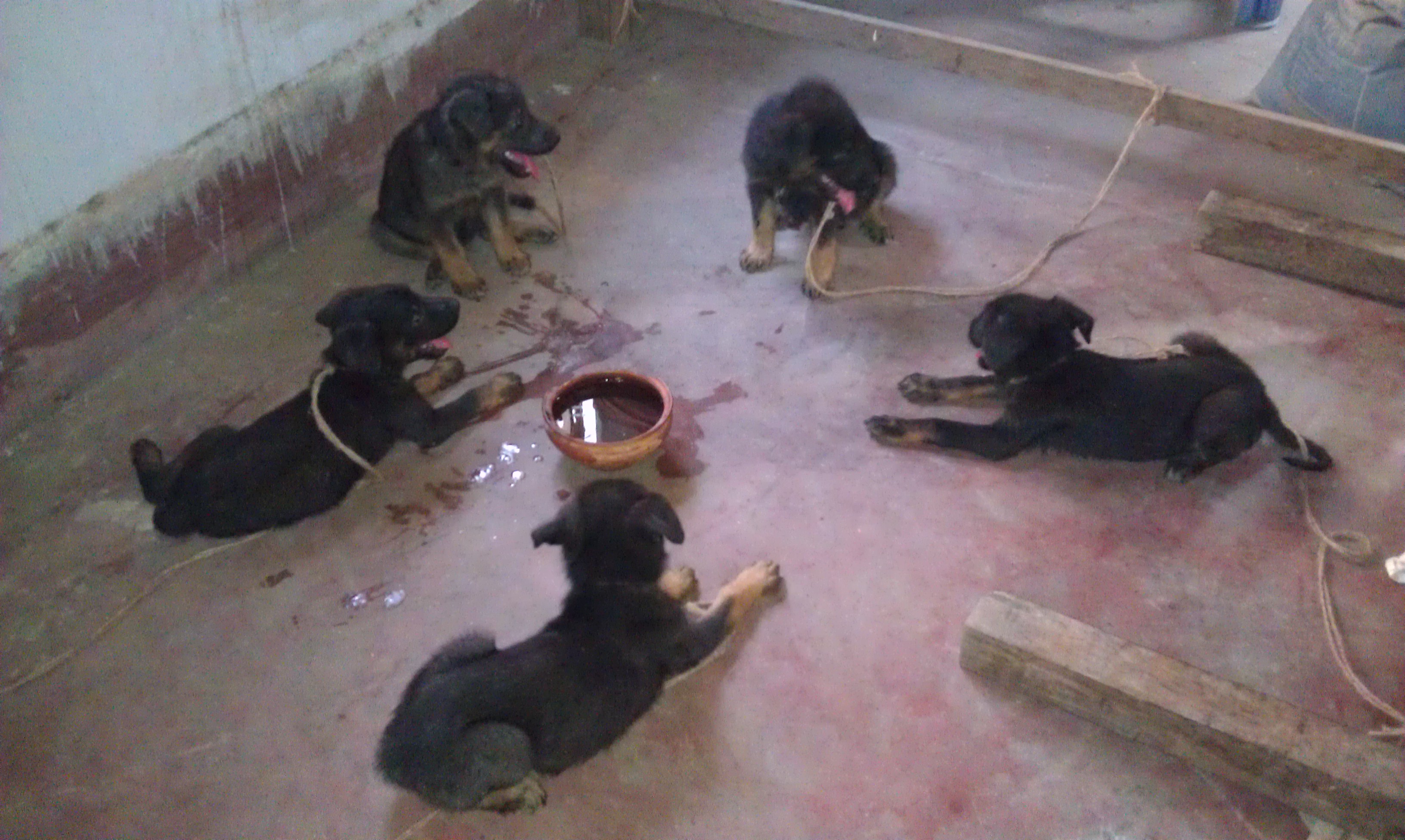 Shepherd puppies large image 0