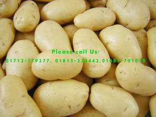 Potato for Export Business