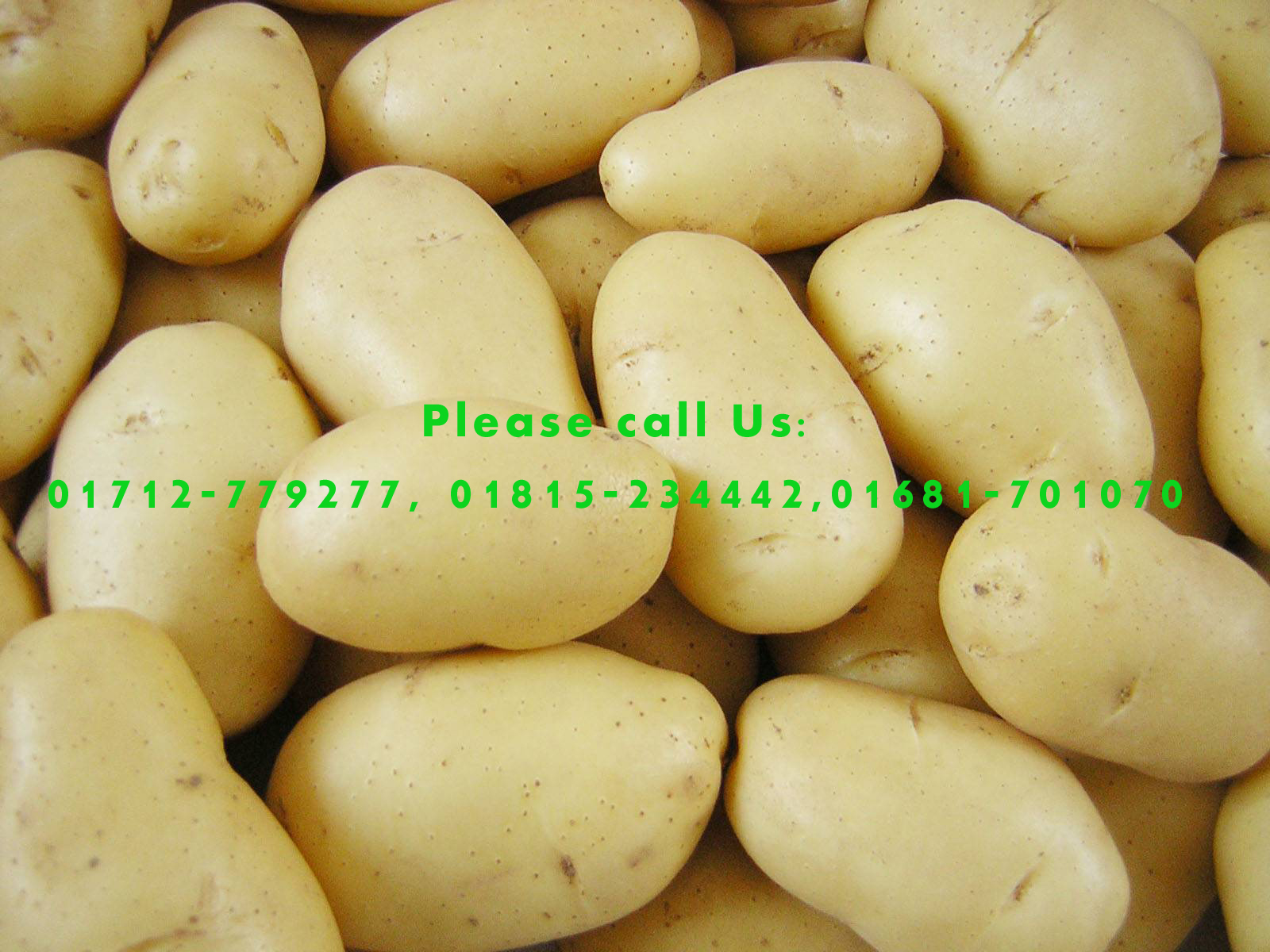 Potato for Export Business large image 0