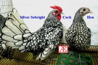 Silver Sebright Hen Pure Breed