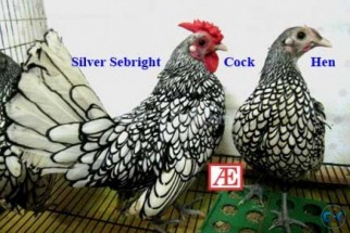 Pure Breed Silver Sebright