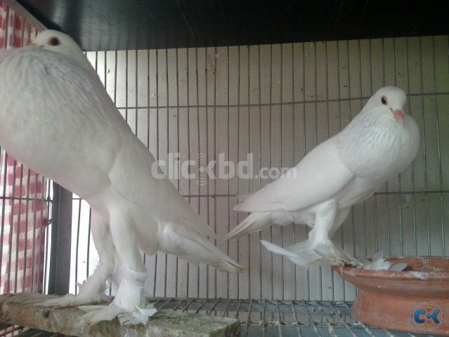 WHITE SAXON POUTER BREEDING PAIR large image 0