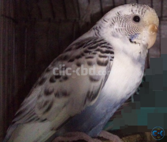 Full Adult Female Budgie Ressv. Pied 2 times bred  large image 0