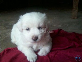 White Lhasa Puppy