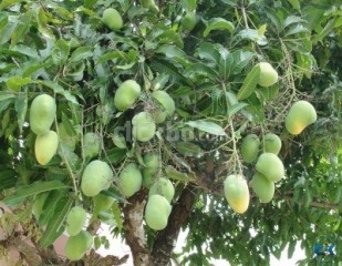 RAJSHAHI MANGO GARDEN