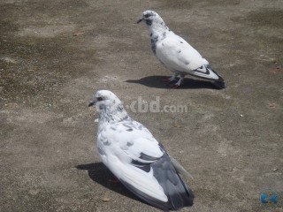 Pure Indian Large Giribaz BREEDING pair