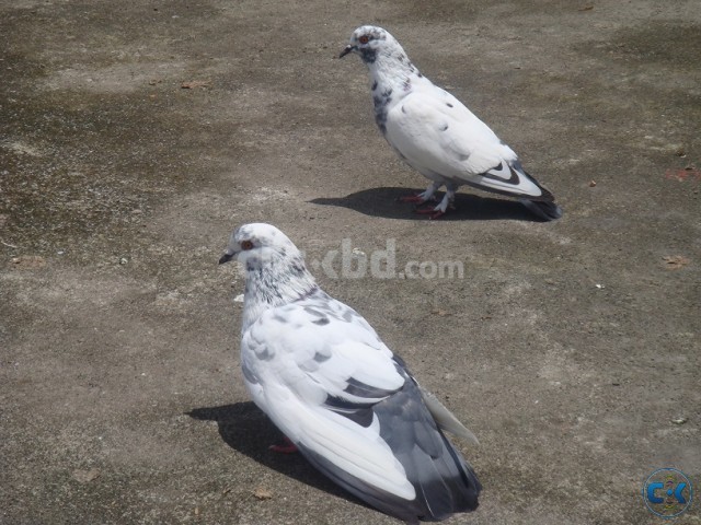 Pure Indian Large Giribaz BREEDING pair large image 0