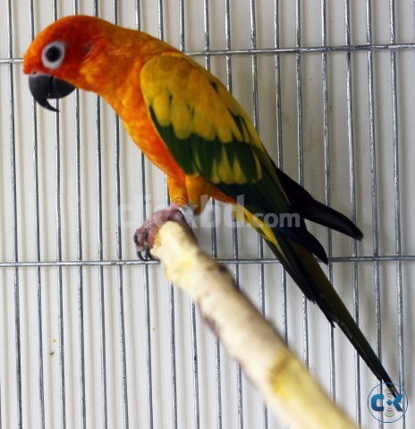 Sun Conure Singel Male large image 0