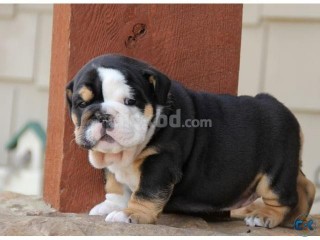 Cute and Lovely English Bulldog Puppies