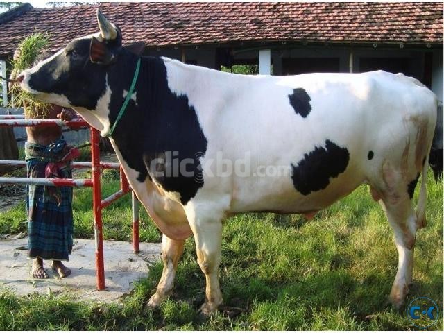 কুরবানীর জন্য খুব বড় ষাড় বিক্রয় হবে large image 0