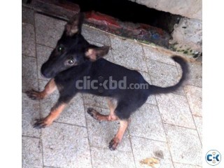 German Shepherd puppies