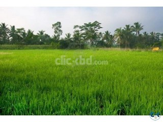 Paddy land for sale by owner.