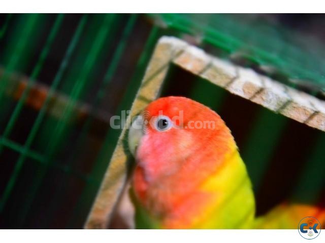 Opaline love birds large image 0