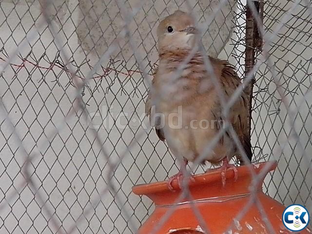 male dove sell large image 0