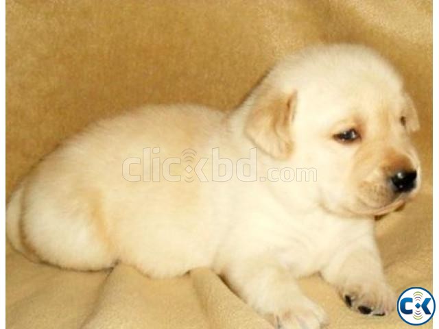 AKC Golden Retriever Puppies large image 0