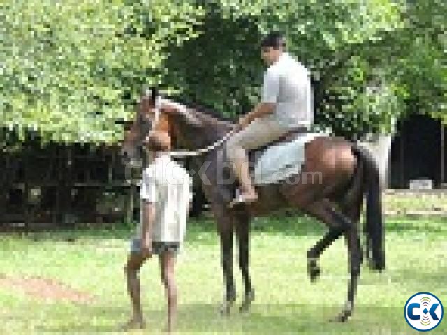 marwari horse 5year age large image 0