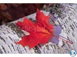CANADA VISIT VISA