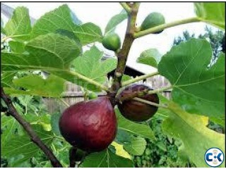 Al -Koranic Frouts Tree plant.Domor Arabic-Tin Eng-Fig 