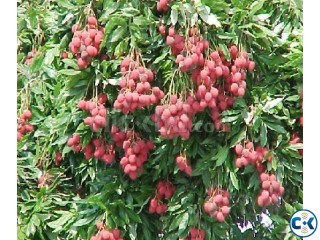Fresh Organic Litchi
