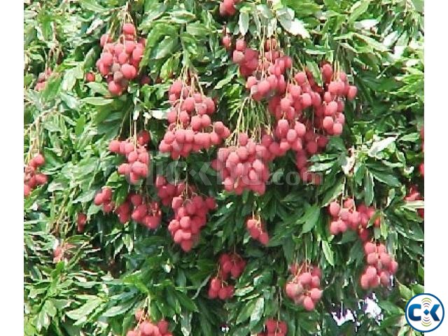 Fresh Organic Litchi large image 0