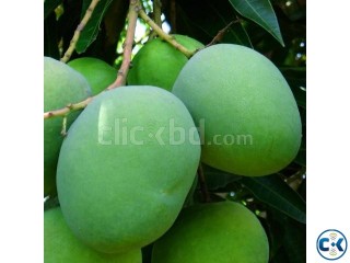 আম কিনুন সরাসরি রাজশাহী থেকে - Mango Rajshahi