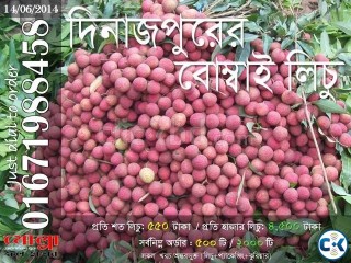 Bombay Lichu of Dinajpur Code 6142