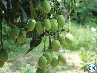 ফ্রেশ সুস্বাদু আম কিনুন রাজশাহীতে সরাসরি