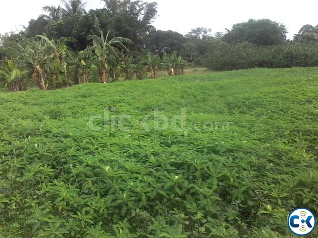 Cheapest Fresh Land Dhamrai large image 0