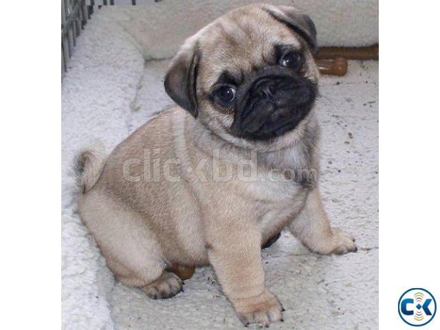 2 month pug puppy Male Vaccinated  large image 0