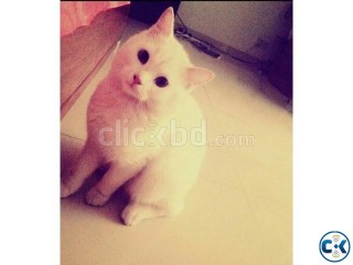Cat Persian for sell