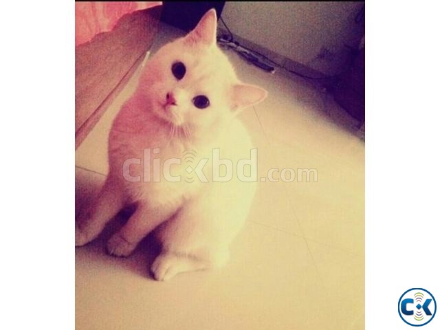 Cat Persian for sell large image 0