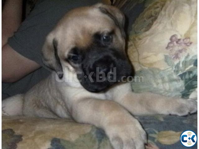 Bull Mastiff 2.5 Month Male Puppy large image 0