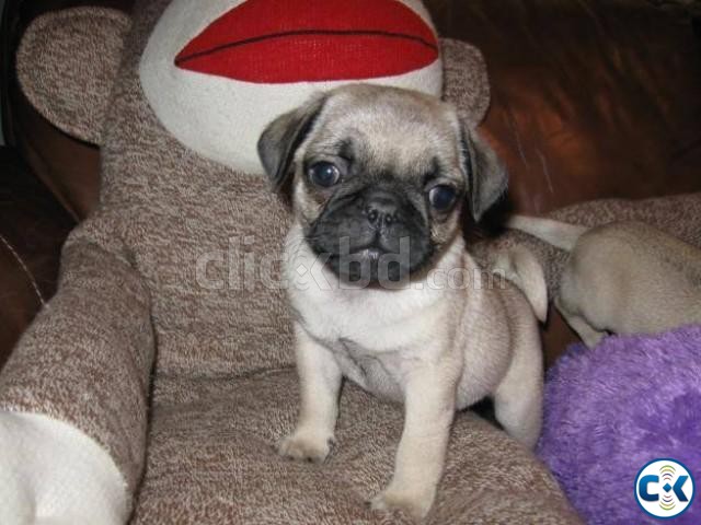 2 pug puppy 1 male and 1 female  large image 0