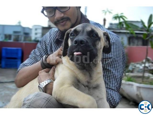 Male Bull Mastiff 3.5 years old large image 0