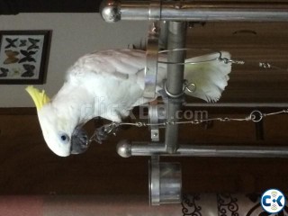 sulfur crested cockatoo kakatua original 