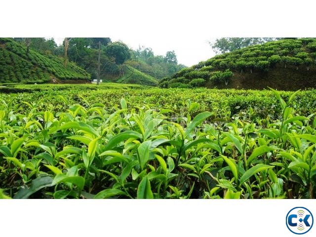 Fabulous Tea Estates with BIG Potentials large image 0