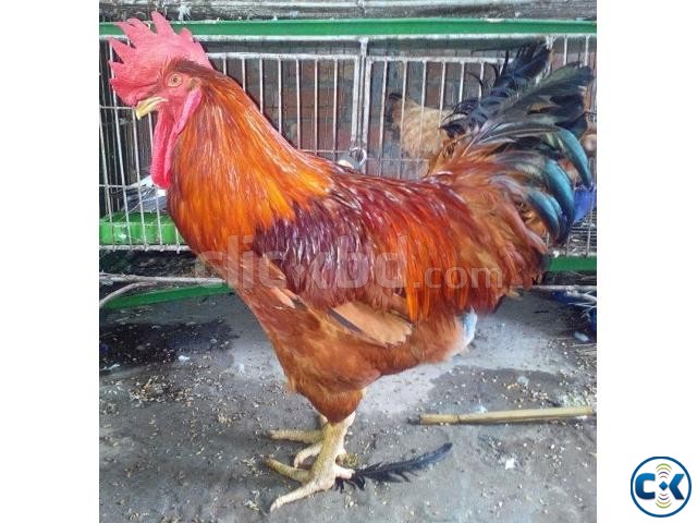 FOR SALE - BIG RED ROOSTER CRT 3 large image 0