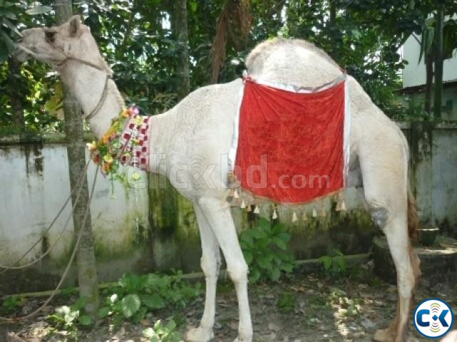 Indian White Camel Utt  large image 0