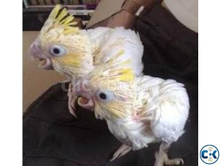 we are specialized in the breeding of birds parrots